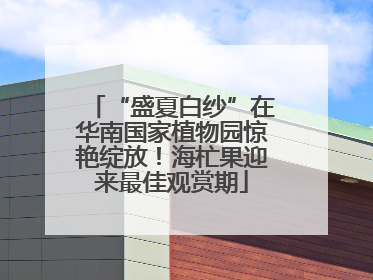 “盛夏白纱”在华南国家植物园惊艳绽放！海杧果迎来最佳观赏期
