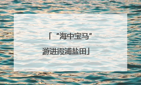 “海中宝马”游进霞浦盐田