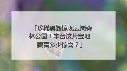 珍稀黑鹳惊现云岗森林公园！丰台这片宝地藏着多少惊喜？