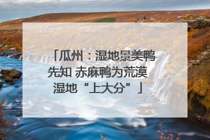 瓜州：湿地景美鸭先知 赤麻鸭为荒漠湿地“上大分”