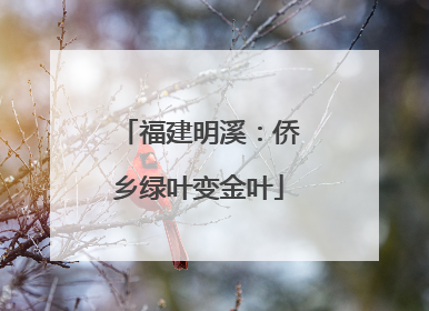 福建明溪：侨乡绿叶变金叶