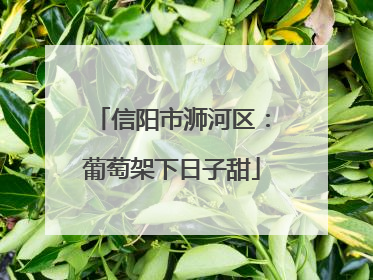 信阳市浉河区：葡萄架下日子甜