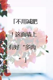 不用减肥！这面墙上有好“多肉”