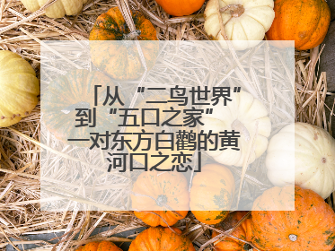 从“二鸟世界”到“五口之家” 一对东方白鹳的黄河口之恋