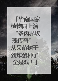 华南国家植物园上演“多肉界玫瑰传奇”，从呆萌树干到炸裂种子全是戏！