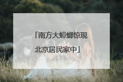南方大蟑螂惊现北京居民家中