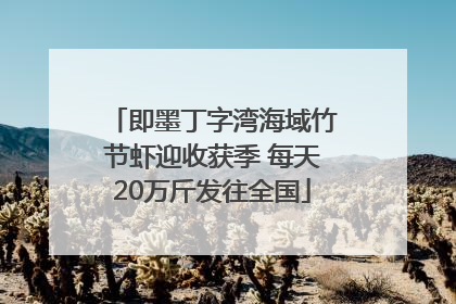 即墨丁字湾海域竹节虾迎收获季 每天20万斤发往全国