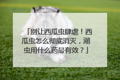 别让西瓜虫肆虐！西瓜虫怎么彻底消灭，潮虫用什么药最有效？
