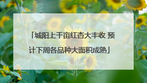 城阳上千亩红杏大丰收 预计下周各品种大面积成熟
