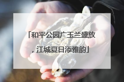 和平公园广玉兰盛放，江城夏日添雅韵