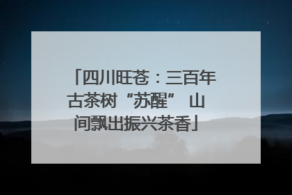 四川旺苍：三百年古茶树“苏醒” 山间飘出振兴茶香