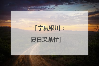 宁夏银川：夏日采茶忙