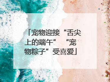 宠物迎接“舌尖上的端午” “宠物粽子”受喜爱