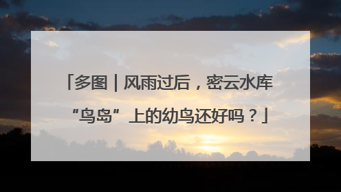 多图｜风雨过后，密云水库“鸟岛”上的幼鸟还好吗？