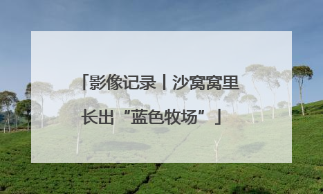 影像记录丨沙窝窝里长出“蓝色牧场”