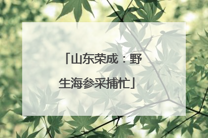 山东荣成：野生海参采捕忙