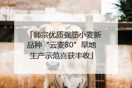 师宗优质强筋小麦新品种“云麦80”旱地生产示范喜获丰收