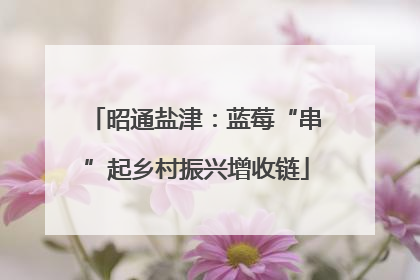 昭通盐津：蓝莓“串”起乡村振兴增收链