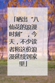 晒出“八仙花的浪漫时刻”，今天，不少读者将这份浪漫延续到家里