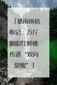 暴雨前抢收记：万斤胭脂红鲜桃传递“双向甜蜜”