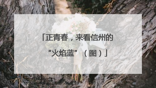 正青春，来看信州的“火焰蓝”（图）