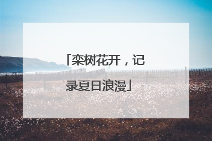 栾树花开，记录夏日浪漫