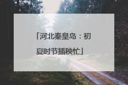 河北秦皇岛：初夏时节插秧忙