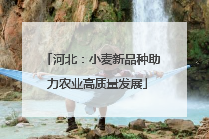 河北：小麦新品种助力农业高质量发展