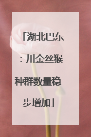湖北巴东：川金丝猴种群数量稳步增加