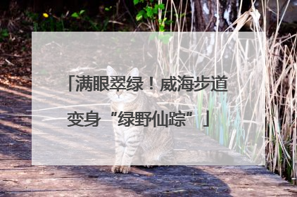 满眼翠绿！威海步道变身“绿野仙踪”