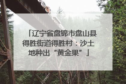 辽宁省盘锦市盘山县得胜街道得胜村：沙土地种出“黄金果”