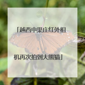 越西申果庄红外相机再次拍到大熊猫