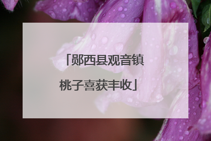 郧西县观音镇桃子喜获丰收