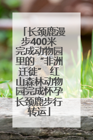 长颈鹿漫步400米完成动物园里的“非洲迁徙” 红山森林动物园完成怀孕长颈鹿步行转运