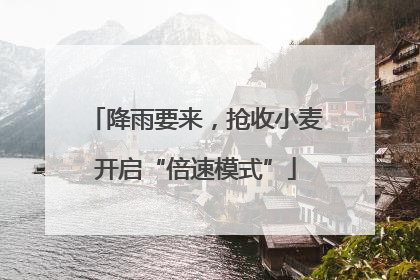 降雨要来，抢收小麦开启“倍速模式”