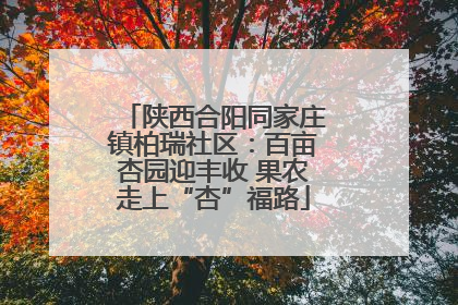 陕西合阳同家庄镇柏瑞社区：百亩杏园迎丰收 果农走上“杏”福路