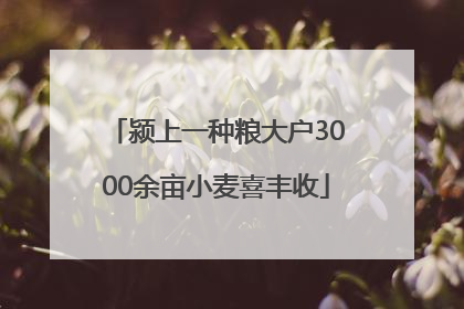 颍上一种粮大户3000余亩小麦喜丰收