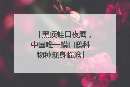 黑顶蛙口夜鹰，中国唯一蟆口鸱科物种现身临沧